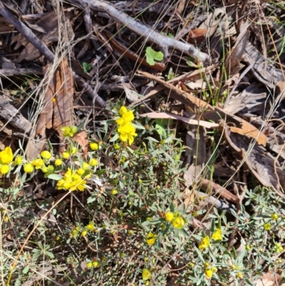 Hibbertia obtusifolia (Grey Guinea-flower) at Mount Mugga Mugga - 30 Sep 2023 by Mike