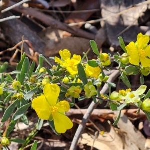 Hibbertia obtusifolia at O'Malley, ACT - 1 Oct 2023 10:01 AM