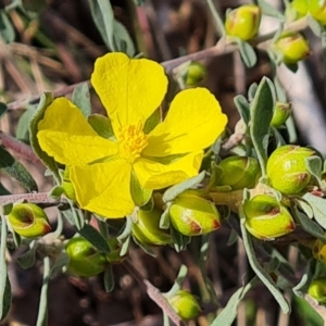 Hibbertia obtusifolia at O'Malley, ACT - 1 Oct 2023 10:01 AM