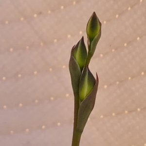 Thelymitra sp. at O'Malley, ACT - 1 Oct 2023