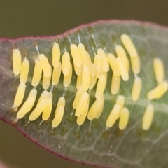 Paropsisterna cloelia (Eucalyptus variegated beetle) at Wodonga - 30 Sep 2023 by KylieWaldon