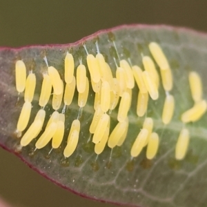 Paropsisterna cloelia at Wodonga, VIC - 1 Oct 2023