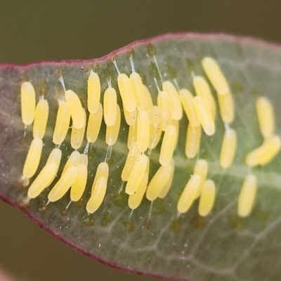 Paropsisterna cloelia (Eucalyptus variegated beetle) at WREN Reserves - 1 Oct 2023 by KylieWaldon