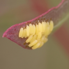 Paropsisterna cloelia at Wodonga, VIC - 1 Oct 2023