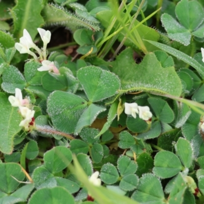 Trifolium subterraneum (Subterranean Clover) at WREN Reserves - 30 Sep 2023 by KylieWaldon