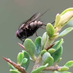 Unidentified Bristle Fly (Tachinidae) at Wodonga - 30 Sep 2023 by KylieWaldon