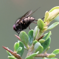 Unidentified Bristle Fly (Tachinidae) at Wodonga, VIC - 1 Oct 2023 by KylieWaldon