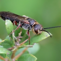 Unidentified Wasp (Hymenoptera, Apocrita) at Wodonga - 30 Sep 2023 by KylieWaldon
