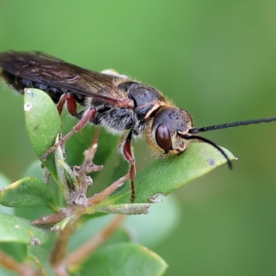 Unidentified Wasp (Hymenoptera, Apocrita) at WREN Reserves - 30 Sep 2023 by KylieWaldon