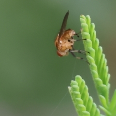 Unidentified Long-legged Fly (Dolichopodidae) at Wodonga, VIC - 30 Sep 2023 by KylieWaldon
