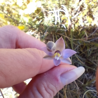 Thelymitra sp. (pauciflora complex) (Sun Orchid) at Yass River, NSW - 1 Oct 2023 by 120Acres