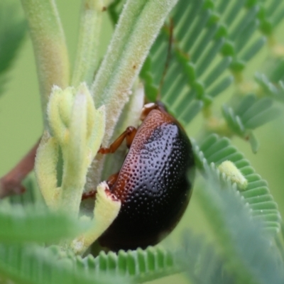 Dicranosterna immaculata (Acacia leaf beetle) at Wodonga - 30 Sep 2023 by KylieWaldon