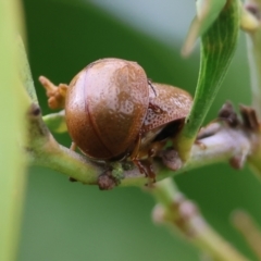 Dicranosterna semipunctata (Leaf beetle) at Wodonga - 30 Sep 2023 by KylieWaldon