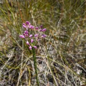 Comesperma ericinum at Tathra, NSW - 30 Sep 2023 12:02 PM
