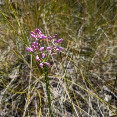 Comesperma ericinum (Heath Milkwort) at Bournda National Park - 30 Sep 2023 by WalterEgo