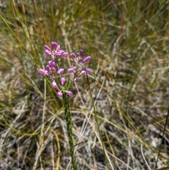 Comesperma ericinum (Heath Milkwort) at Bournda National Park - 30 Sep 2023 by WalterEgo