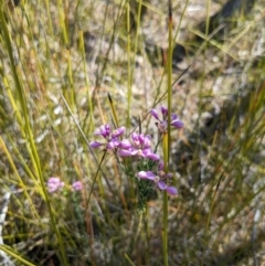 Comesperma ericinum at Tathra, NSW - 30 Sep 2023 12:02 PM