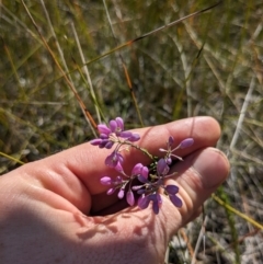 Comesperma ericinum at Tathra, NSW - 30 Sep 2023