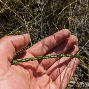 Comesperma ericinum at Tathra, NSW - 30 Sep 2023