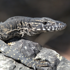 Varanus rosenbergi (Heath or Rosenberg's Monitor) at Menai, NSW - 20 Sep 2023 by HannahD