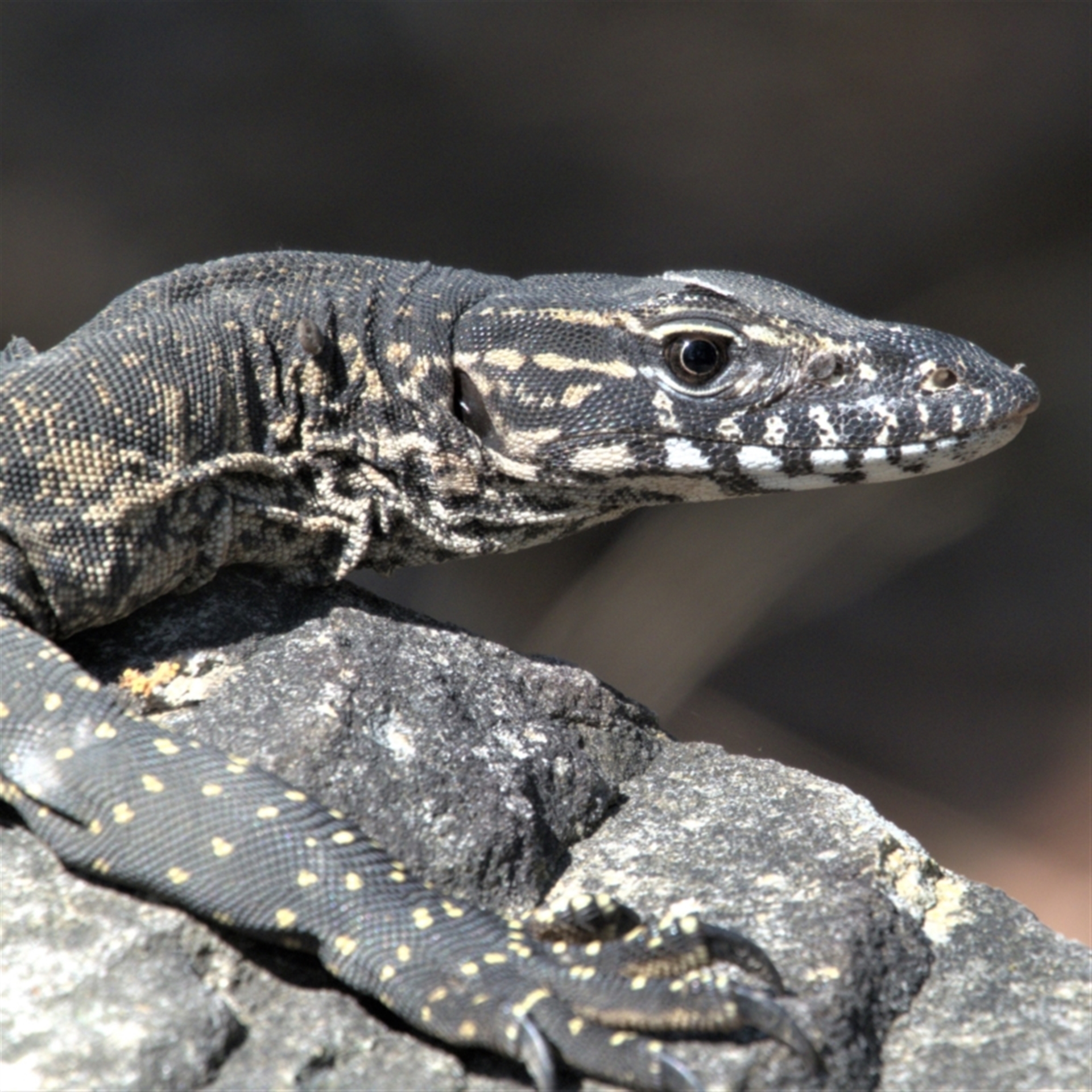 Varanus rosenbergi at Undefined Area - suppressed