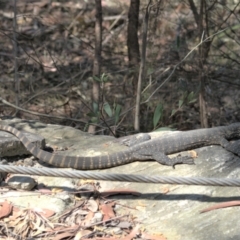 Varanus rosenbergi at Georges River National Park - 20 Sep 2023