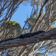 Varanus varius (Lace Monitor) at Bournda National Park - 30 Sep 2023 by WalterEgo