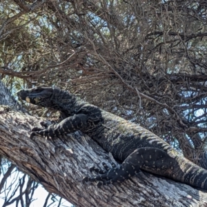 Varanus varius at Bournda National Park - suppressed