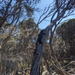 Varanus varius at Bournda National Park - suppressed