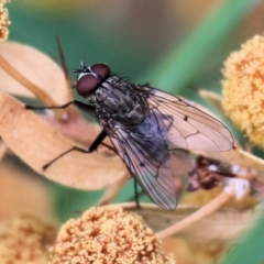 Helina sp. (genus) (Muscid fly) at WREN Reserves - 30 Sep 2023 by KylieWaldon