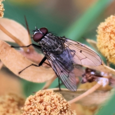 Helina sp. (genus) (Muscid fly) at Wodonga - 30 Sep 2023 by KylieWaldon