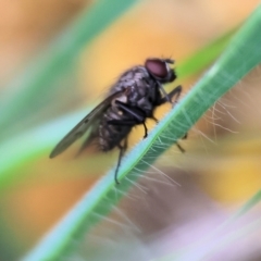 Helina sp. (genus) at Wodonga - 1 Oct 2023