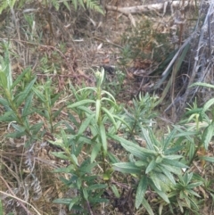 Senecio linearifolius (Fireweed Groundsel, Fireweed) at Mimosa Rocks National Park - 1 Oct 2023 by WalterEgo