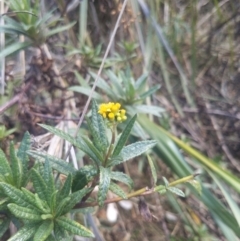 Senecio linearifolius at Mogareeka, NSW - 1 Oct 2023 02:15 PM