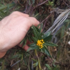 Senecio linearifolius at Mogareeka, NSW - 1 Oct 2023