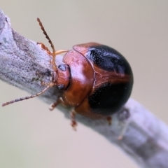 Dicranosterna immaculata (Acacia leaf beetle) at Wodonga, VIC - 30 Sep 2023 by KylieWaldon