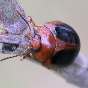 Dicranosterna immaculata at Wodonga, VIC - 1 Oct 2023