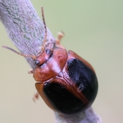 Dicranosterna immaculata at Wodonga, VIC - 1 Oct 2023 08:51 AM