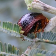 Dicranosterna immaculata at Wodonga, VIC - 1 Oct 2023