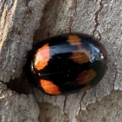 Paropsisterna octosignata (Eucalyptus leaf beetle) at Yarralumla, ACT - 30 Sep 2023 by Pirom