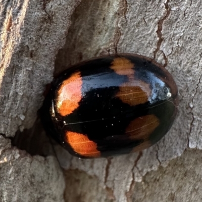 Paropsisterna octosignata (Eucalyptus leaf beetle) at Yarralumla, ACT - 30 Sep 2023 by Pirom