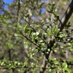 Bursaria spinosa subsp. lasiophylla (Australian Blackthorn) at QPRC LGA - 1 Oct 2023 by Csteele4