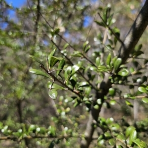 Bursaria spinosa subsp. lasiophylla at Captains Flat, NSW - 1 Oct 2023