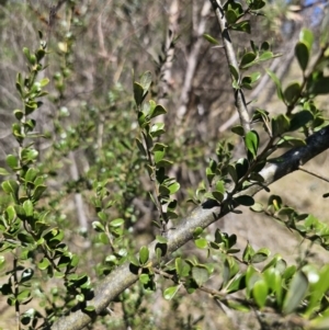 Bursaria spinosa subsp. lasiophylla at Captains Flat, NSW - 1 Oct 2023