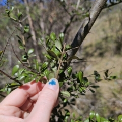 Bursaria spinosa subsp. lasiophylla at Captains Flat, NSW - 1 Oct 2023