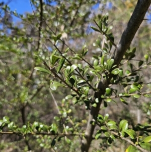 Bursaria spinosa subsp. lasiophylla at Captains Flat, NSW - 1 Oct 2023