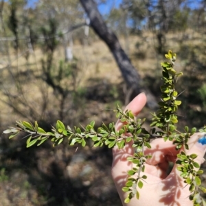 Bursaria spinosa subsp. lasiophylla at Captains Flat, NSW - 1 Oct 2023