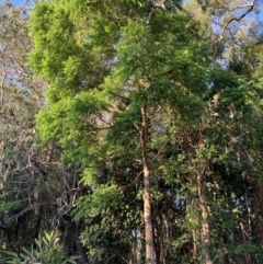 Unidentified Gum Tree at Redcliffe, QLD - 1 Oct 2023 by UserKC