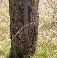 Pogona barbata (Eastern Bearded Dragon) at Red Hill Nature Reserve - 1 Oct 2023 by KL