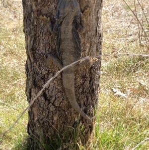 Pogona barbata at Hughes, ACT - suppressed